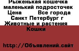 Рыженькая кошечка маленький подросточек › Цена ­ 10 - Все города, Санкт-Петербург г. Животные и растения » Кошки   